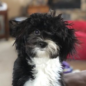 Meet your Posher, Julie